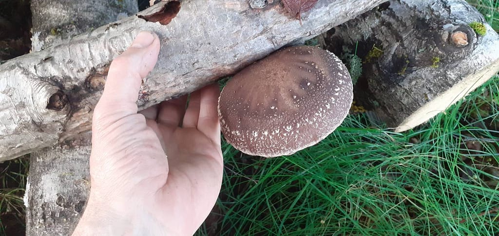 Shiitake mushroom growing on inoculated alder log.