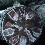 Successful shiitake inoculation on birch.