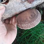 Shiitake mushroom growing on inoculated alder log.