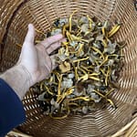 Wild Golden Chanterelles from the Forests of Sweden.