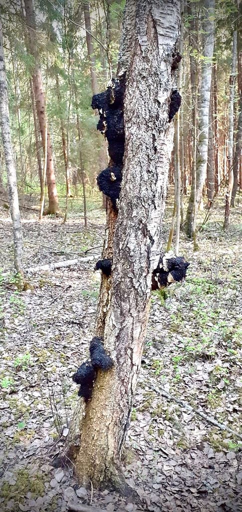 Wild Chaga in Värmland, Sweden